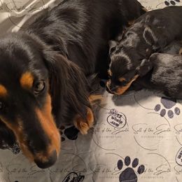 Dachshund Puppies from Salt of the Earth Dachshunds