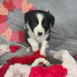 Ash - Black and white male Border Collie puppy in Gaffney, South Carolina from On the Lamb