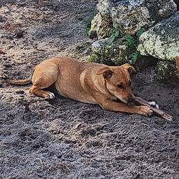 Carolina Dog Puppies from Carolina Dogs Of The Forgotten Coast