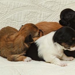 Havanese Puppies from Ludico Havanese