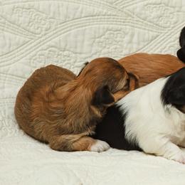 Havanese Puppies from Ludico Havanese
