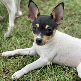 Dottie - White black and tan female Toy Fox Terrier puppy in Shawnee, Oklahoma from Heartland Toy Fox Terriers