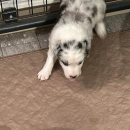 Border Collie Puppies from Roaring River Border Collies