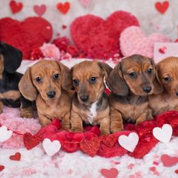 Dachshund puppies from Mountjoy Dachshunds