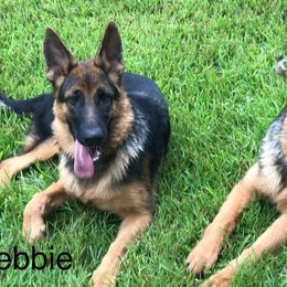 German Shepherd All Grown Up from German Shepherds vom Silberwald