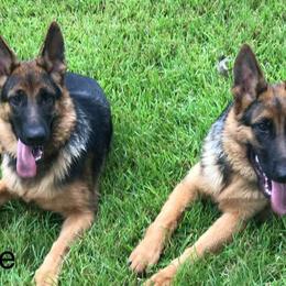 German Shepherd All Grown Up from German Shepherds vom Silberwald
