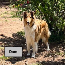RUE - Collie
