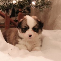 Rusty - Sable male Pembroke Welsh Corgi puppy in St. Charles, Iowa from Kim Boyle's Pembroke Welsh Corgis