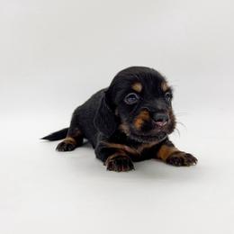 Magnolia - Black and tan female Dachshund puppy in Waddell, Arizona from Neu Doxies