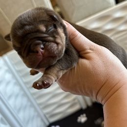 Gibbs - Chocolate tri-color male Bulldog puppy in Hernando, Mississippi from Blues City Bulldogs