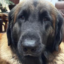 Serena - Leonberger