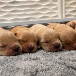 Girl 5 - Golden female Golden Retriever puppy in Silver Lake, Indiana from Seven Hills Goldens