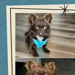 Bennett - Chihuahua