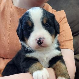 Newton - Black rust and white male Bernese Mountain Dog puppy in Auburn, Indiana from Swamp Creek Berners
