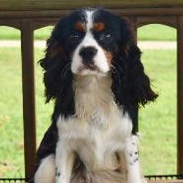 Percy - Cavalier King Charles Spaniel