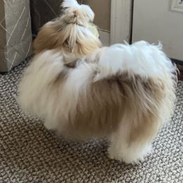 Shih Tzu Puppies from Willow Lane Shih Tzus