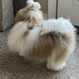 Shih Tzu Puppies from Willow Lane Shih Tzus