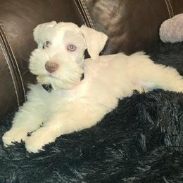 Fritz Jr. - Wheaten male Miniature Schnauzer puppy in Graham, Washington from Kristy's French Bulldogs & Mini Schnauzers