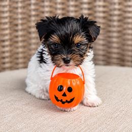 Oogie - Parti male Yorkshire Terrier puppy in Jacksonville, Florida from Yorktown Yorkies