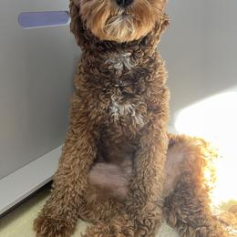 Aussiedoodle and Goldendoodle Puppies from Garside Doodles