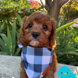 Blue Jay - Red male Cavapoo puppy in West Jordan, Utah from Ruby's Cavapoos
