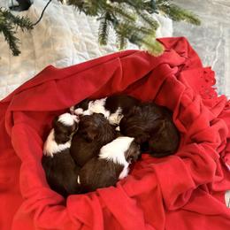 Princess - Brindle female Shih Tzu puppy in Huntsville, Alabama from Sunnybrook Shih Tzu