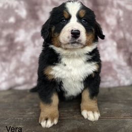 Vera - Black rust and white Bernese Mountain Dog puppy in New Haven, Indiana from Milan Berners