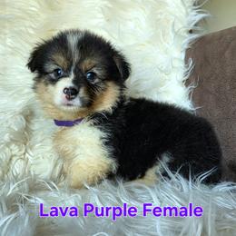 Purple Female - Black and tan female Pembroke Welsh Corgi puppy in Wayne City, Illinois from Lash Livestock & Corgis