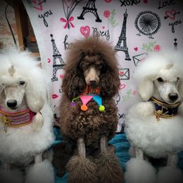 Poodle All Grown Up from Reflexxion Poodles