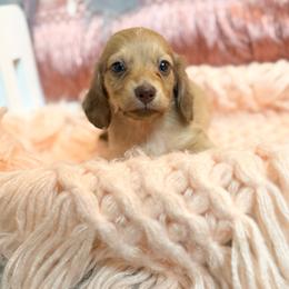 Minnie - Cream female Dachshund puppy in Decatur, Mississippi from KP Dachshunds