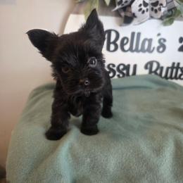 ISABEL KB midnight - Parti female Yorkshire Terrier puppy in Clermont, Florida from Bella's Prissy Butts