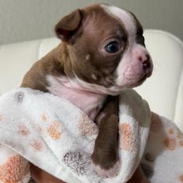 Stormi - Red female Boston Terrier puppy in Rosemont, California from Sacred Paw Sanctuary