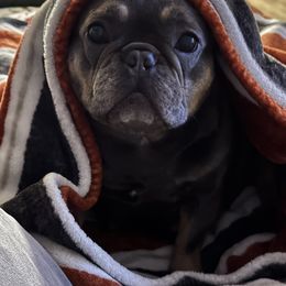 English Springer Spaniels and French Bulldogs from Divine Springers and Borbon Frenchies