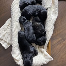 Giant Schnauzer Puppies from Schnauzer Ranch