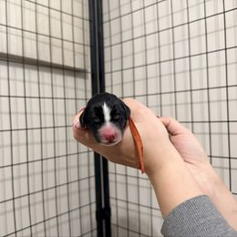 Joy (Orange Band) - Tri-color male Labradoodle puppy in Plainfield, New Jersey from Caris Paws Poodles and Labradoodles