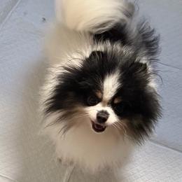 Classy - Tri-colored female Pomeranian puppy in Waterloo, Indiana from Garcias Pomeranian
