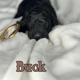 Buck - Black male Poodle puppy in Dayton, Texas from Wolfe Island Poodles