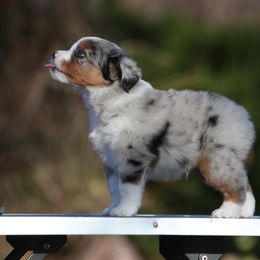 Hunter - Blue merle male Miniature American Shepherd puppy in Valparaiso, Indiana from Wigglebutt