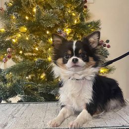 Katie - Chihuahua