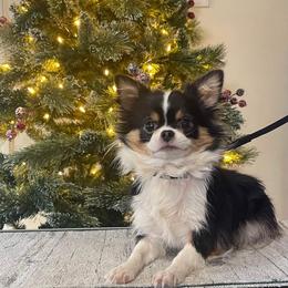 Katie - Chihuahua