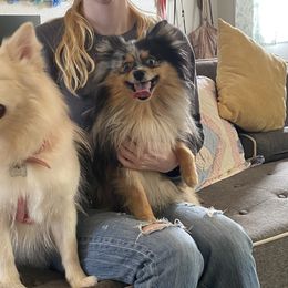 SpongeBob - Pomeranian