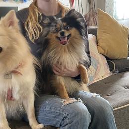 SpongeBob - Pomeranian