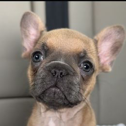 French Bulldog puppies from THE French Connection