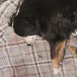 Australian Shepherd puppies from Waggin Bow Mini Aussies