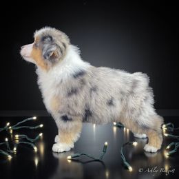 Outlaw - Blue merle male Miniature American Shepherd puppy in Omaha, Arkansas from Ashland Miniature American Shepherds & Miniature Australian Shepherds