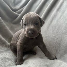 Shakira - Blue and rust female Doberman Pinscher puppy in Brookfield, Wisconsin from Haus of Hound