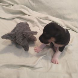 Fancy II - Black tan and white female Rat Terrier puppy in Harbison Canyon, California from Manumit Rat Terriers