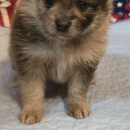 Hershey - Chocolate merle male Pomeranian puppy in Pickton, Texas from Mandy's Precious Poms