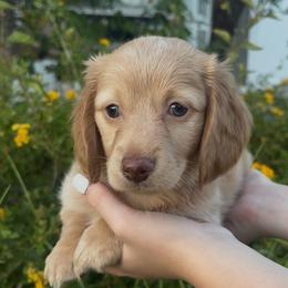 Monte (Boy 2) - Cream male Dachshund puppy in Corona, California from M & M Doxies