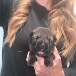 Mint collar - Sable female German Shepherd puppy in Canterbury, Connecticut from Nachtwaechter German Shepherds, LLC